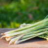 CITRONNELLE ou Verveine des Indes - Graines non traitées | Ferme de Sainte Marthe | Graines et Bio CITRONNELLE ou Verveine des Indes - Graines non traitées | Ferme de Sainte Marthe | Graines et Bio