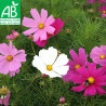 COSMOS SENSATION en Mélange - Graines BIO | La Semence Bio | Graines et Bio