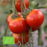 TOMATE CERISE - Graines BIO | Ferme de Sainte Marthe | Graines et Bio