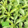 STEVIA - Graines BIO | Ferme de Sainte Marthe | Graines et Bio