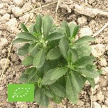 STEVIA - Graines BIO | Ferme de Sainte Marthe | Graines et Bio