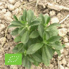 STEVIA - Graines BIO | Ferme de Sainte Marthe | Graines et Bio