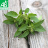 BASILIC CITRON - Graines BIO | Ferme de Sainte Marthe | Graines et Bio