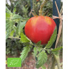 TOMATE ROSE DE BERNE - Graines BIO | Ferme de Sainte Marthe | Graines et Bio