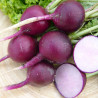 RADIS ROND VIOLET MALAGA - Graines non traitées | Ferme de Sainte Marthe | Graines et Bio