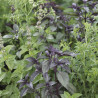 Mélange ANTI-MOUSTIQUE (5 grammes)- Graines non traitées | Ferme de Sainte Marthe | Graines et Bio