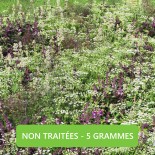Mélange ANTI-MOUSTIQUE (5 grammes)- Graines non traitées | Ferme de Sainte Marthe | Graines et Bio