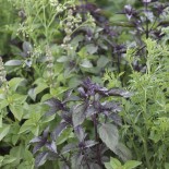 PLANTES COMPAGNES - Mélange ANTI-MOUSTIQUE (25 grammes) - Graines non traitées
