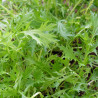 CHOU MIZUNA - Graines BIO | Ferme de Sainte Marthe | Graines et Bio