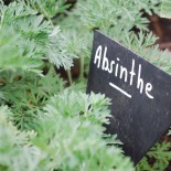 🌿 Graines AROMATIQUES et MEDICINALES - ABSINTHE - Graines BIO