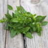 BASILIC GREC - Graines BIO | Ferme de Sainte Marthe | Graines et Bio