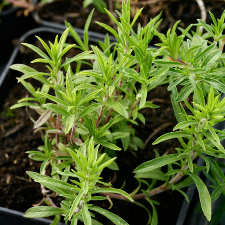 SARRIETTE Vivace - Graines BIO | Ferme de Sainte Marthe | Graines et Bio