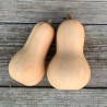 COURGE BUTTERNUT - Graines BIO | Ferme de Sainte Marthe | Graines et Bio