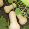 COURGE BUTTERNUT - Graines BIO | Ferme de Sainte Marthe | Graines et Bio
