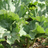 RHUBARBE VICTORIA - Graines BIO | Ferme de Sainte Marthe | Graines et Bio