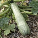 COURGETTE GENOVESE - Graines BIO