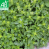 BASILIC GREC - Graines BIO | Ferme de Sainte Marthe | Graines et Bio