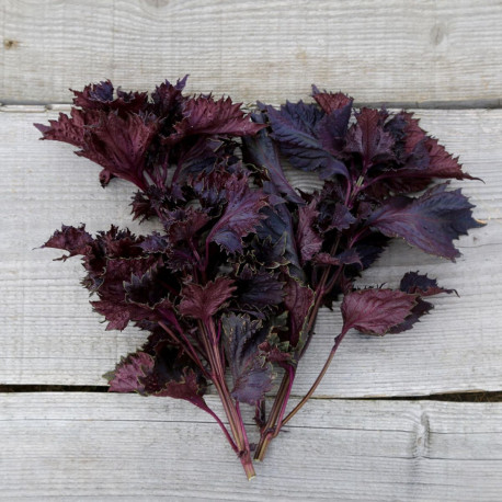 PÉRILLA ROUGE - Graines BIO | Ferme de Sainte Marthe | Graines et Bio