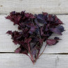 SHISO ROUGE - Graines BIO | Ferme de Sainte Marthe | Graines et Bio