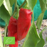 POIVRON CORNO Di TORO Rosso - Graines BIO | Ferme de Sainte Marthe | Graines et Bio
