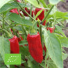 PIMENT de La BRESSE - Graines BIO | Ferme de Sainte Marthe | Graines et Bio