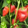 PIMENT à TAPAS Padron - Graines BIO | Ferme de Sainte Marthe | Graines et Bio