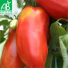 TOMATE ANDINE CORNUE - Graines BIO | Ferme de Sainte Marthe | Graines et Bio