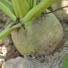 BETTERAVE BLANCHE - Graines BIO | Ferme de Sainte Marthe | Graines et Bio