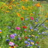 Mélange Fleuri pour COCCINELLES (25 grammes) | Ferme de Sainte Marthe | Graines et Bio