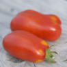 TOMATE SAN MARZANO - Graines BIO | Ferme de Sainte Marthe | Graines et Bio