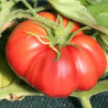 TOMATE POTIRON Écarlate - Graines BIO | Ferme de Sainte Marthe | Graines et Bio