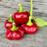 MINI PIMENT Red Cherry - Graines BIO | Ferme de Sainte Marthe | Graines et Bio