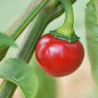 MINI PIMENT Red Cherry - Graines BIO | Ferme de Sainte Marthe | Graines et Bio