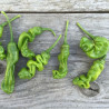 PIMENT "Pénis Rouge" - Graines BIO | Ferme de Sainte Marthe | Graines et Bio