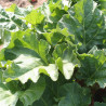 RHUBARBE Glaskins Perpetual - Graines BIO | Ferme de Sainte Marthe | Graines et Bio
