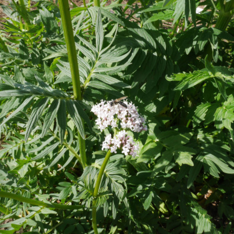 VALÉRIANE Officinale - Graines non traitées | Ferme de Sainte Marthe | Graines et Bio