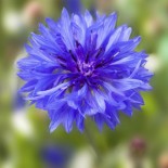 BLEUET BLEU - Graines BIO