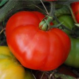 TOMATE MARMANDE - Graines BIO