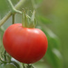 TOMATE BLOODY BUTCHER - Graines BIO | Ferme de Sainte Marthe | Graines et Bio