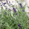 LAVANDE Officinale - Graines BIO | Ferme de Sainte Marthe | Graines et Bio