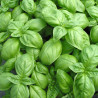 BASILIC GENOVESE - Graines BIO | Ferme de Sainte Marthe | Graines et Bio