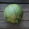 COURGETTE RONDE de Nice - Graines BIO | Ferme de Sainte Marthe | Graines et Bio