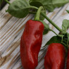 PIMENT de La BRESSE - Graines BIO | Ferme de Sainte Marthe | Graines et Bio