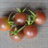 TOMATES CERISES en MÉLANGE - Graines BIO | Ferme de Sainte Marthe | Graines et Bio