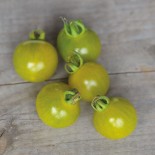 🍅 Graines de TOMATE - TOMATE CERISE VERTE Doctor's Frosted - Graines BIO