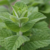 MENTHE POMME - Graines BIO | Ferme de Sainte Marthe | Graines et Bio