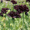 PAVOT NOIR "Black Peony" - Graines BIO | Ferme de Sainte Marthe | Graines et Bio