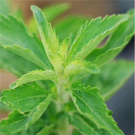 STEVIA - Graines BIO | Ferme de Sainte Marthe | Graines et Bio