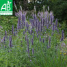 AGASTACHE ANISÉE - Graines BIO | Ferme de Sainte Marthe | Graines et Bio