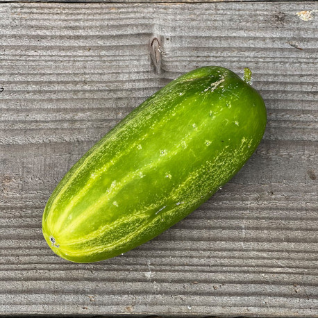 CONCOMBRE NAIN PRÉCOCE Dar - Graines BIO | Ferme de Sainte Marthe | Graines et Bio